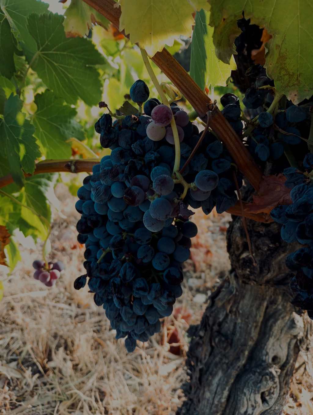 Entrada sin título 390